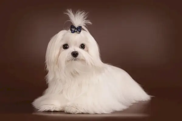 マルタのコリアンカット