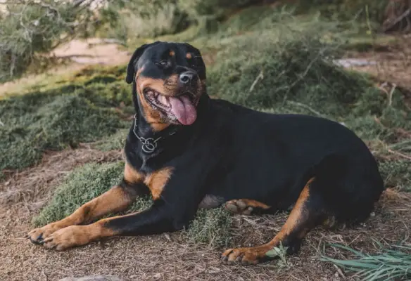 tysk rottweiler vilar