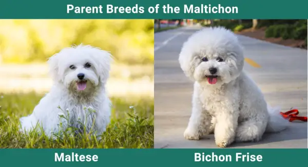 Tėvų_veislės_Maltičonas