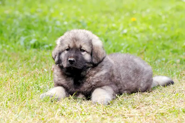 Sarplaninako šuniukas