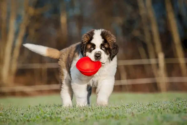 štene svetog Bernarda drži zdjelicu u ustima