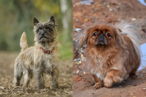 Pekairn (cairn teriér x pekinéz)