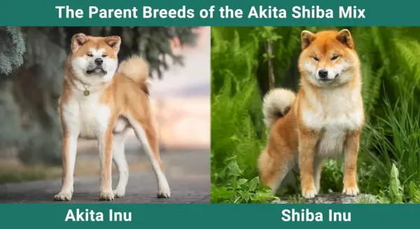 Foreldrerasene til Akita Shiba Mix