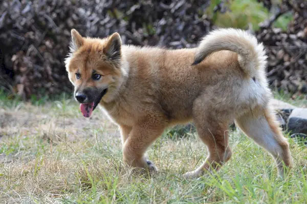 akita shiba mix valp går i hagen