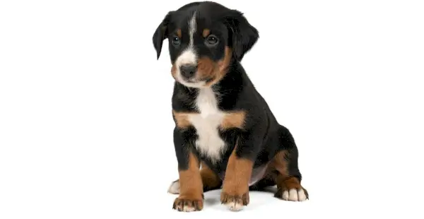 Appenzeller Mountain Sennen גור כלב