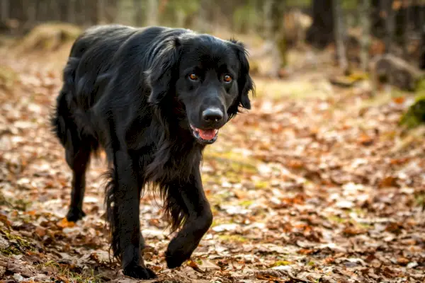 En svart Golden retriever og Newfoundland blandingshund som går gjennom skogen