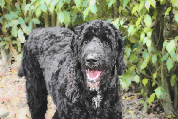 perro goldendoodle negro de pie al aire libre