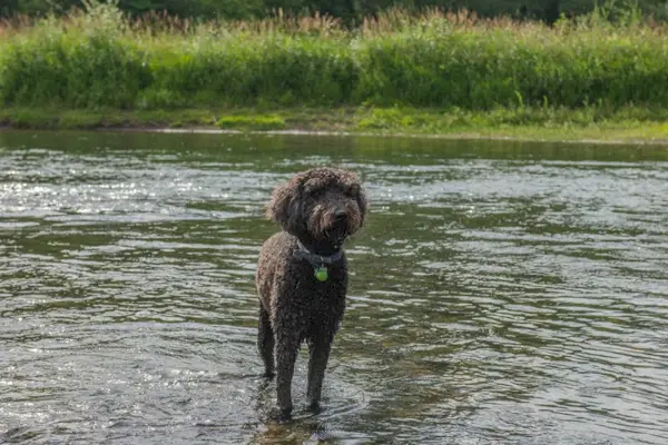 Perro goldendoodle negro parado en la orilla del río