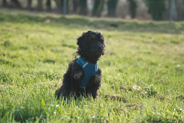Cachorro goldendoodle negro sentado en la hierba