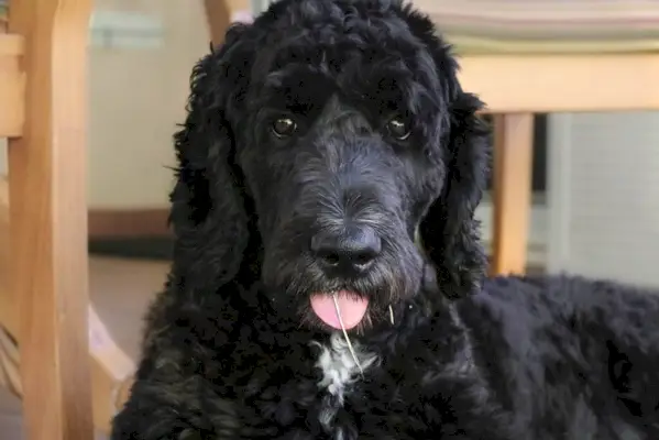 perro goldendoodle negro de cerca