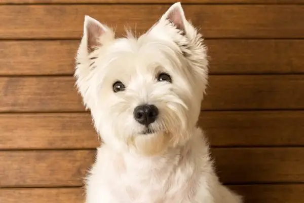 Cât trăiesc Westies? Durata medie de viață, Ghid de date și îngrijire