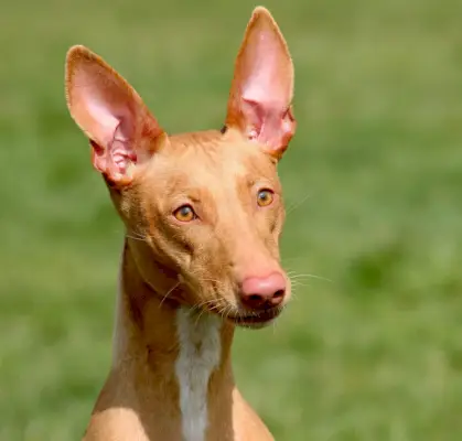 Faraonu suns zālē skatās tālumā