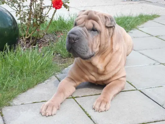shar pei_style81_Pixabay