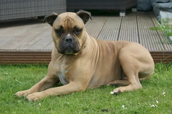 bullmastiff-2