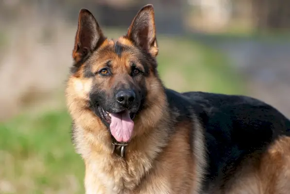 nærbillede af vestclose up af vestlig tysk hyrdehund