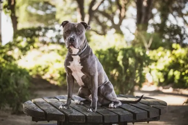 Pit-Bull-Blue-Nose_Joao-Roda_Shutterstock