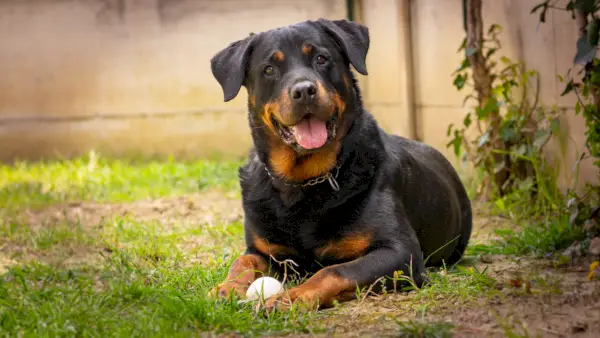 Rottweiler hund leger med bold