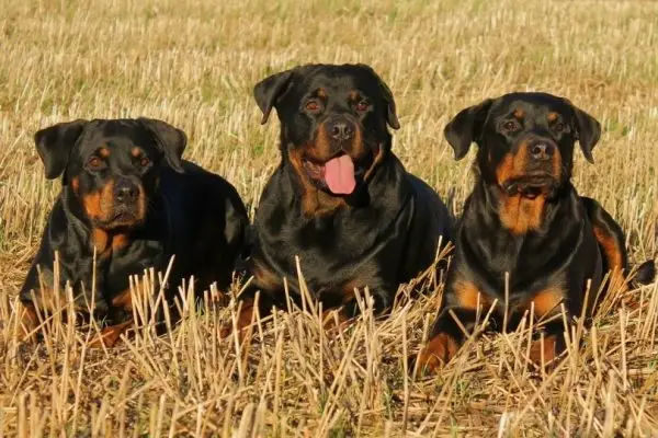 rottweilere