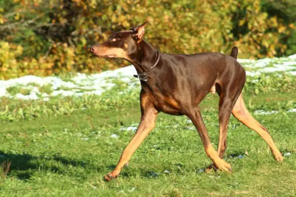 доберман пинч хода по травнатом пољу