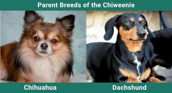 Parent_breeds_Chiweenie