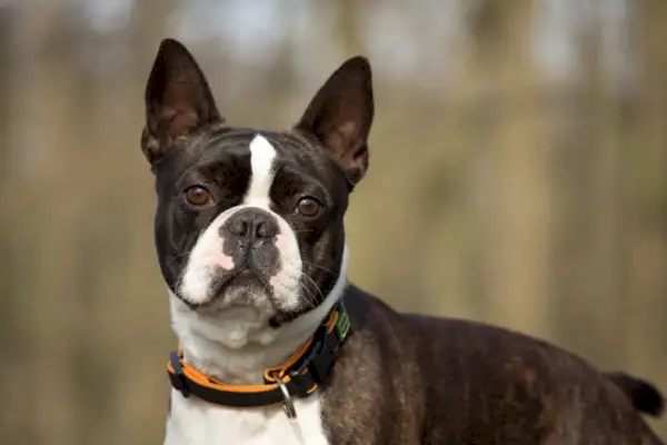 boston terrier amb collaret