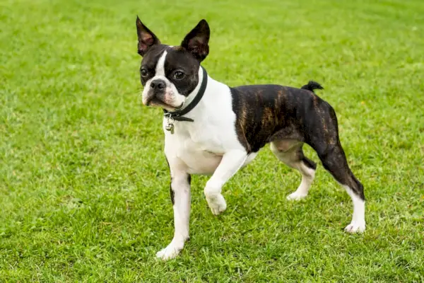 Boston Terrier sobre fons verd