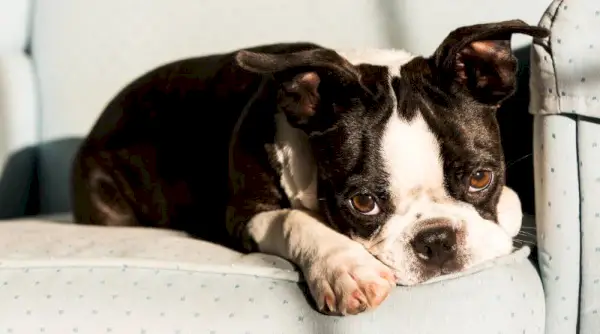 El cadell de boston terrier està estirat en una butaca amb una expressió trista a la cara