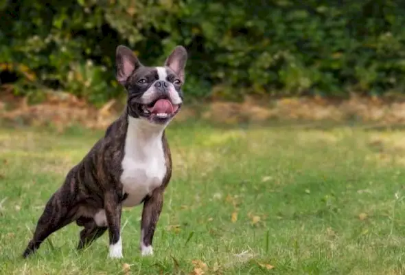 Blaffen Boston Terriers veel? Hoeveel en hoe u het kunt stoppen