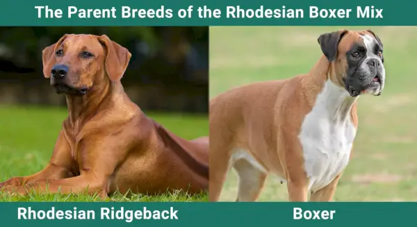 Die Elternrassen des Rhodesian Boxer Mix