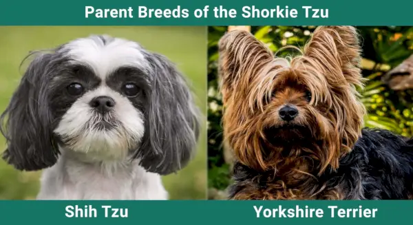 Парент_бреедс_Схоркие-Тзу