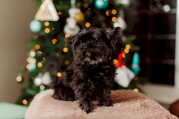 Схоркие Тзу_Суе Тхатцхер, Схуттерстоцк