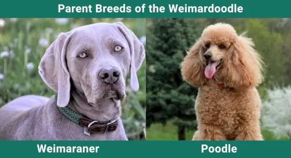 Razas_padres_Weimardoodle
