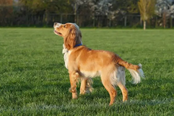 gyllene cocker spaniel hund står på ett fält
