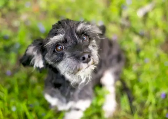 söt Shih Tzu och Cocker Spaniel blandras hund sitter utomhus