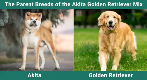 Akitas zelta retrīveru jauktas vecāku šķirnes