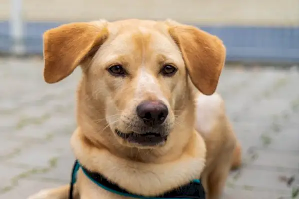 Akita auksaspalvių retriverių mišrių šunų veislė: priežiūra, nuotraukos, informacija ir dar daugiau