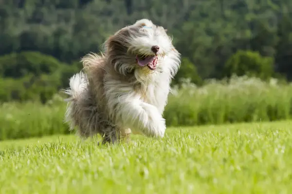 Štěně Bearded Collie