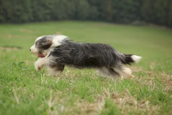 Bearded kolie běží