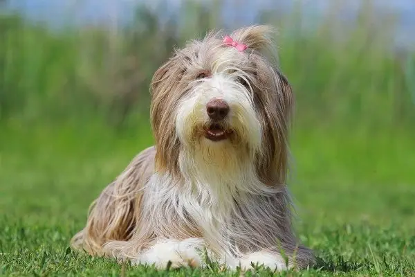 Bearded Collie: informació sobre la raça de gossos, imatges, fets i trets