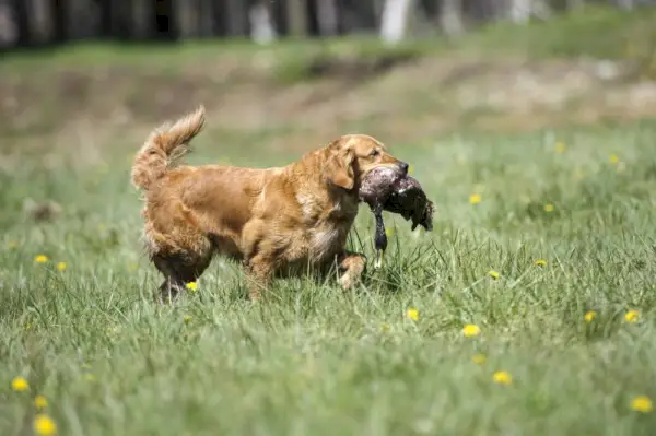 Chien Golden Retriever portant un canard