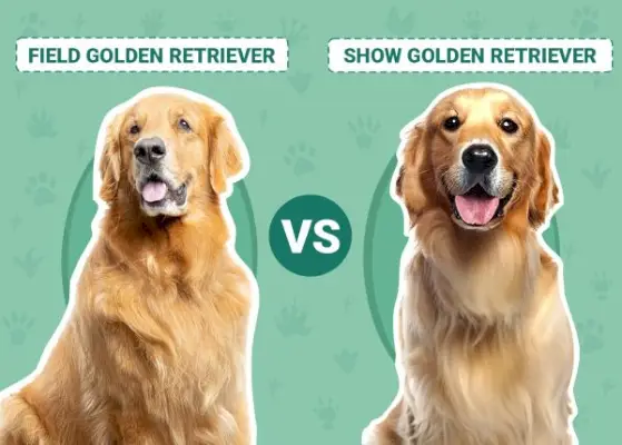 Field Golden Retriever vs Show Golden Retriever