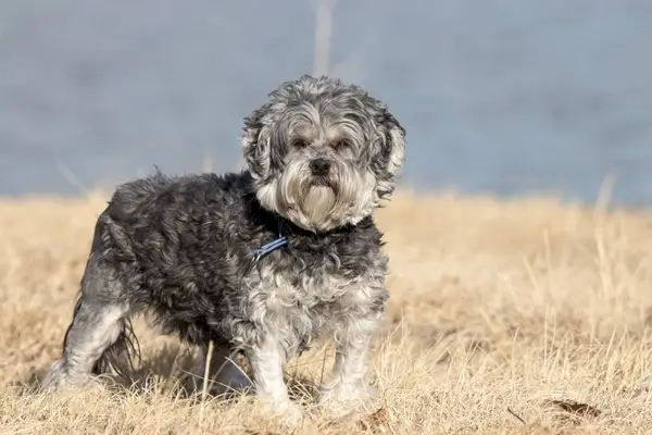 Lowchen kutya a parkban