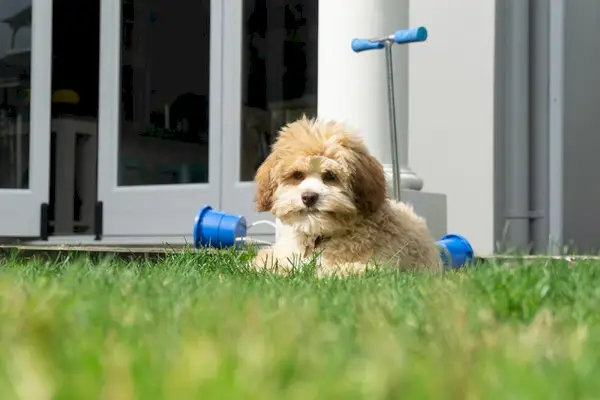 Lowchen kiskutya feküdt a gyepen