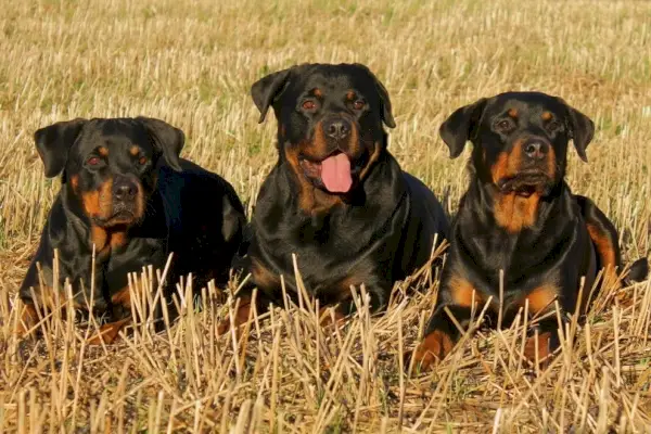 rottweilere