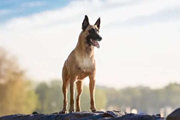 Belga-Malinois