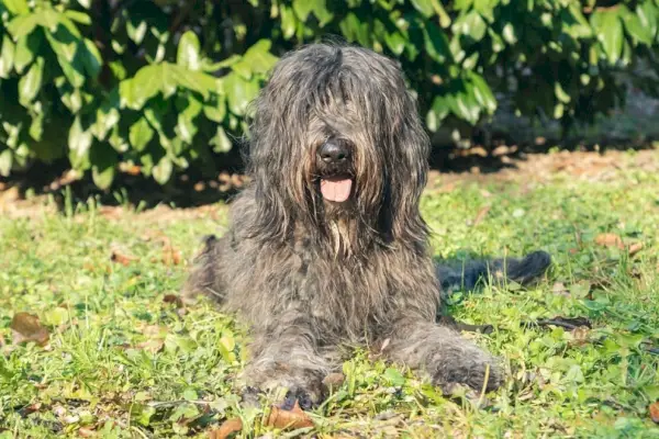 femella-Bergamasco-Gos-pastor_MarinaGreen_shutterstock