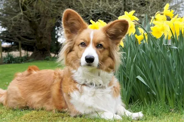 cardigan galès corgi-pixabay