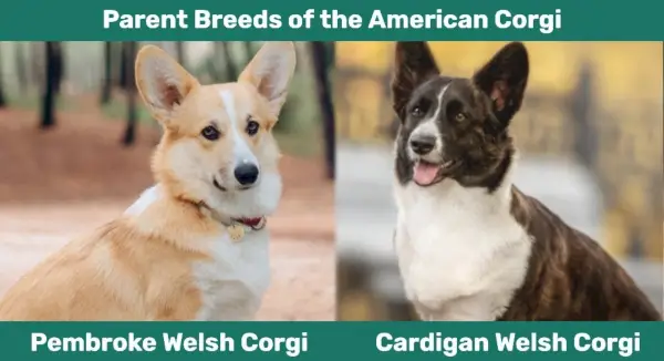 pembroke vs cardigan corgi vanhemmat