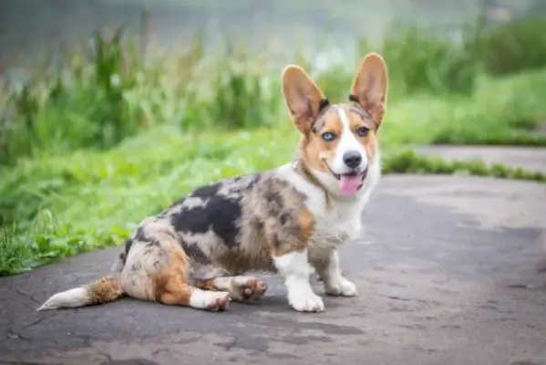 American Corgi (Pembroke & Cardigan Corgi Mix): hoito, kuvat, temperamentti ja paljon muuta