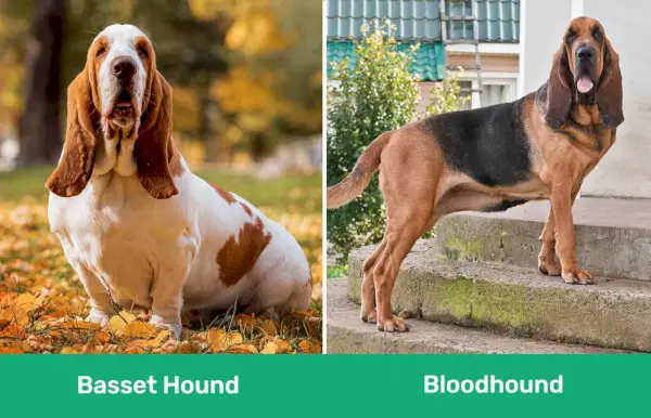 Basset Hound vs Bloodhound sida vid sida